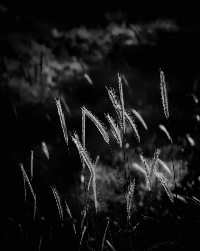 Photograph by Rohola Khodadadi