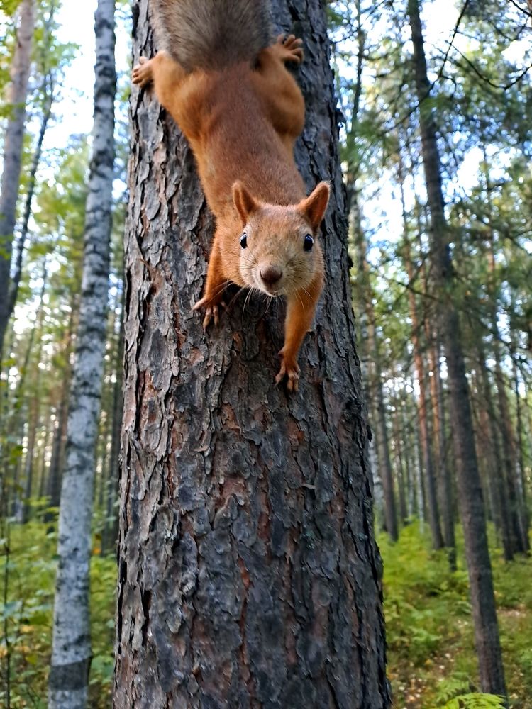 Орехи есть?