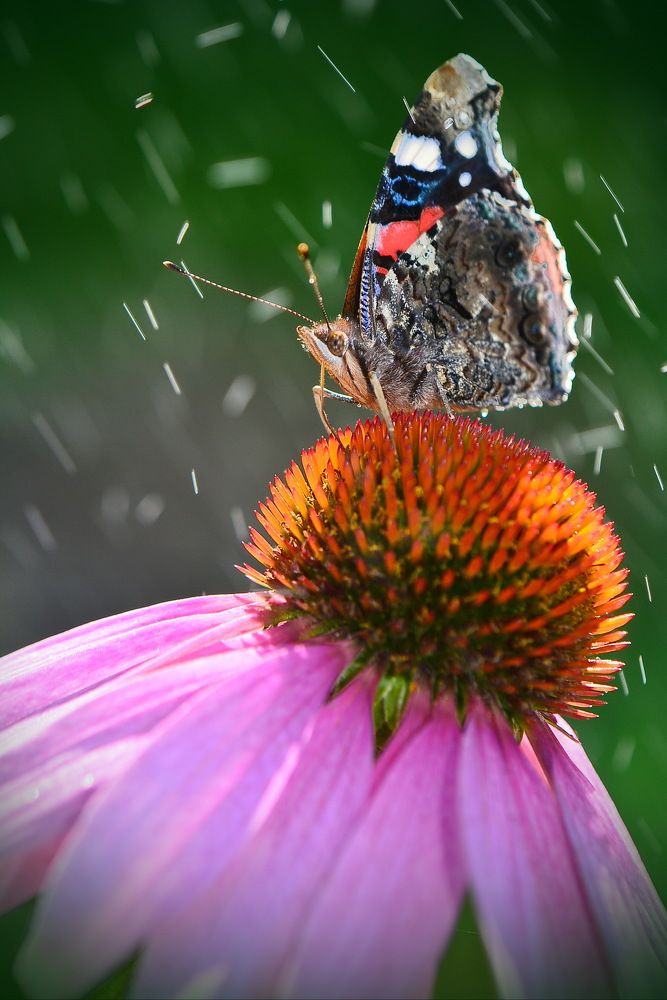 Дождь начался