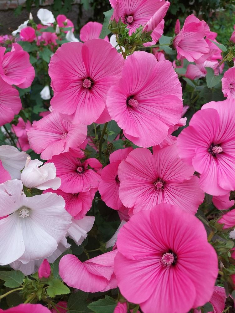 Фотография автора Анастасия Куликова