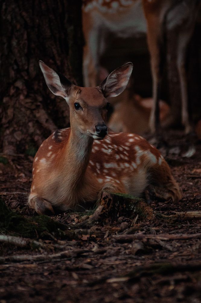 Фотография автора Ирина Шестакова