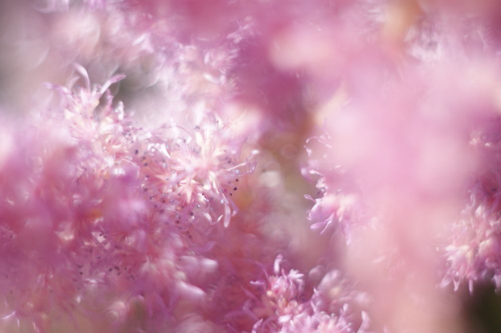 Photograph by Елена