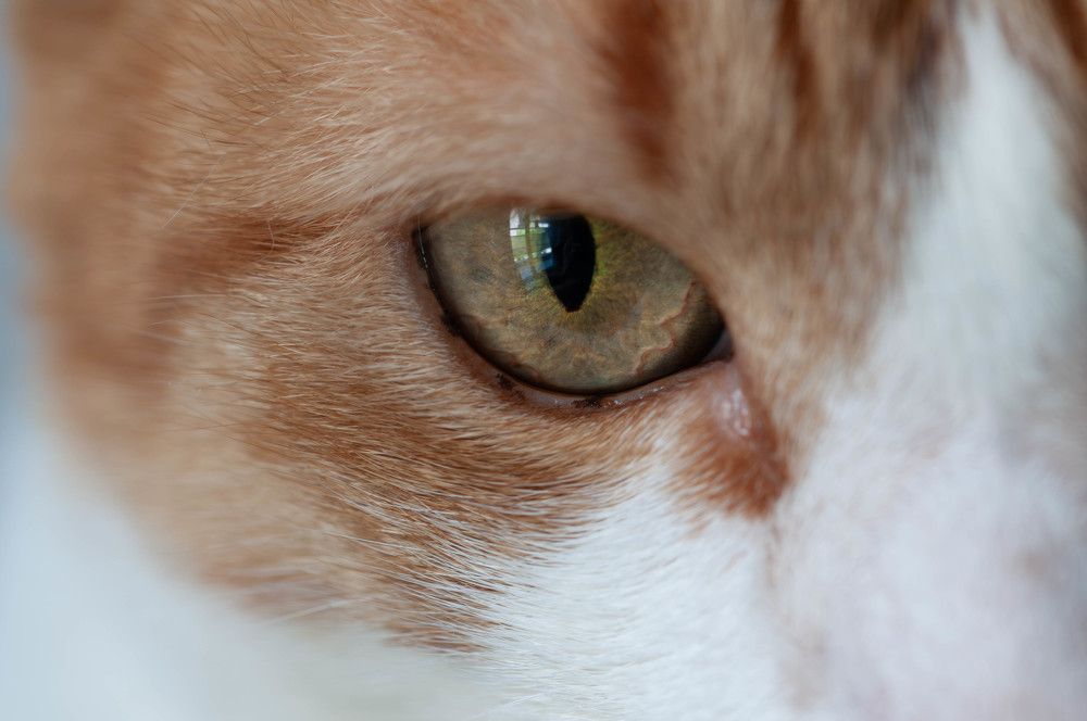 Фотография автора DIMITRIS MPAZIOTOPOULOS