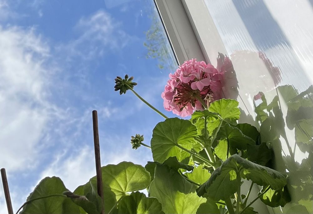 Photograph by Алина Мец