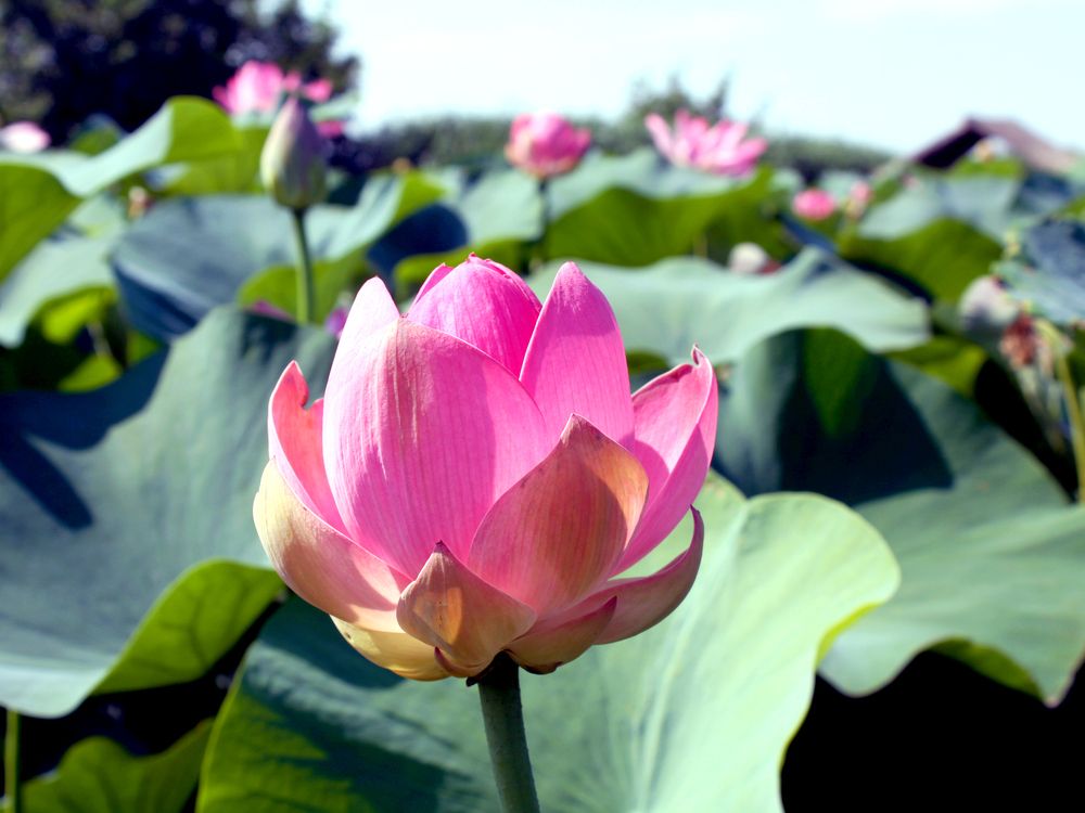 Photograph by Алексей Коношонкин