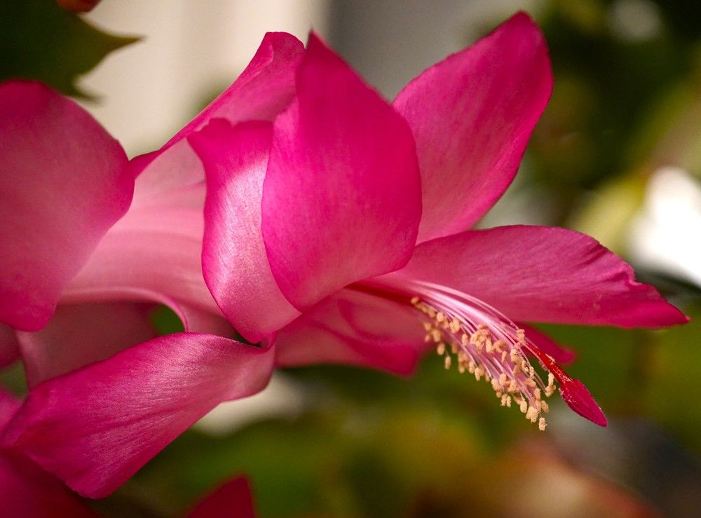 Photograph by Михаил Трусов