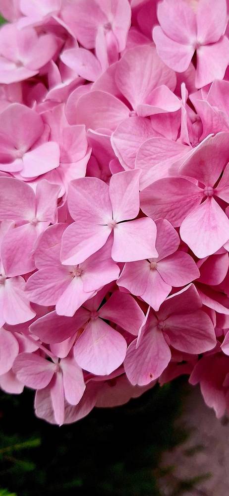 Photograph by Sonia Crotta