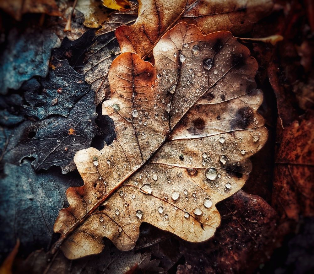 Photograph by Ярославна