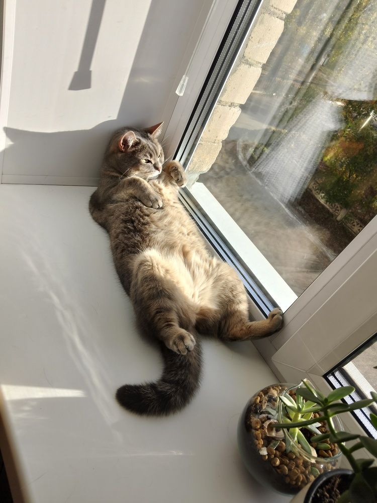 Photo #11441229