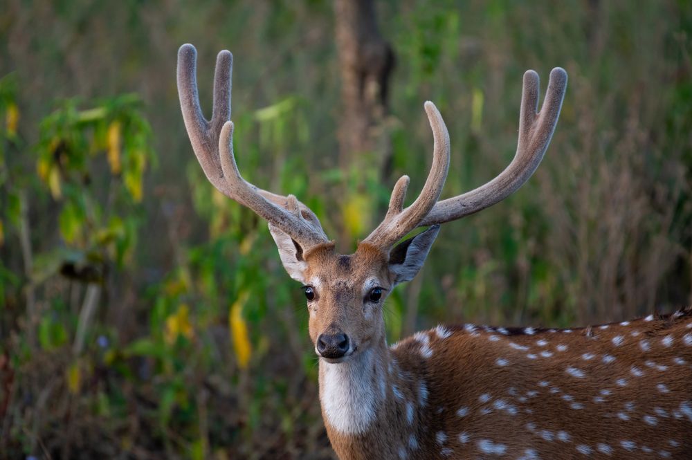 Photograph by Atul Sharma