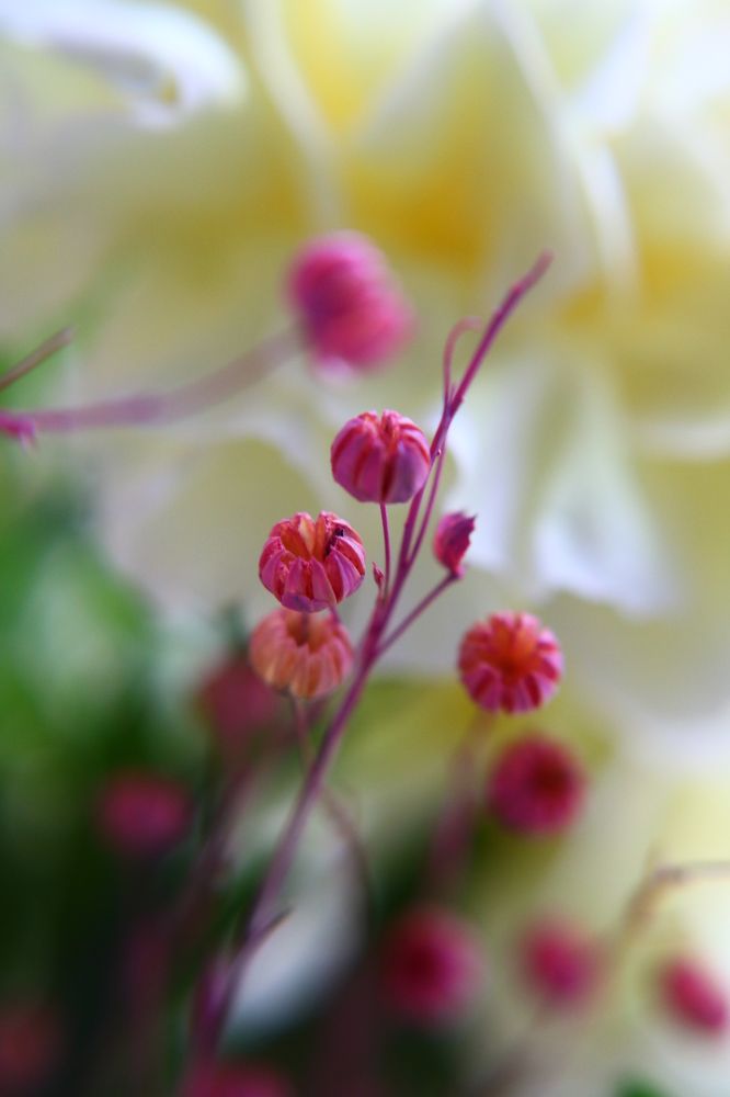 Photograph by Светлана Шуткова