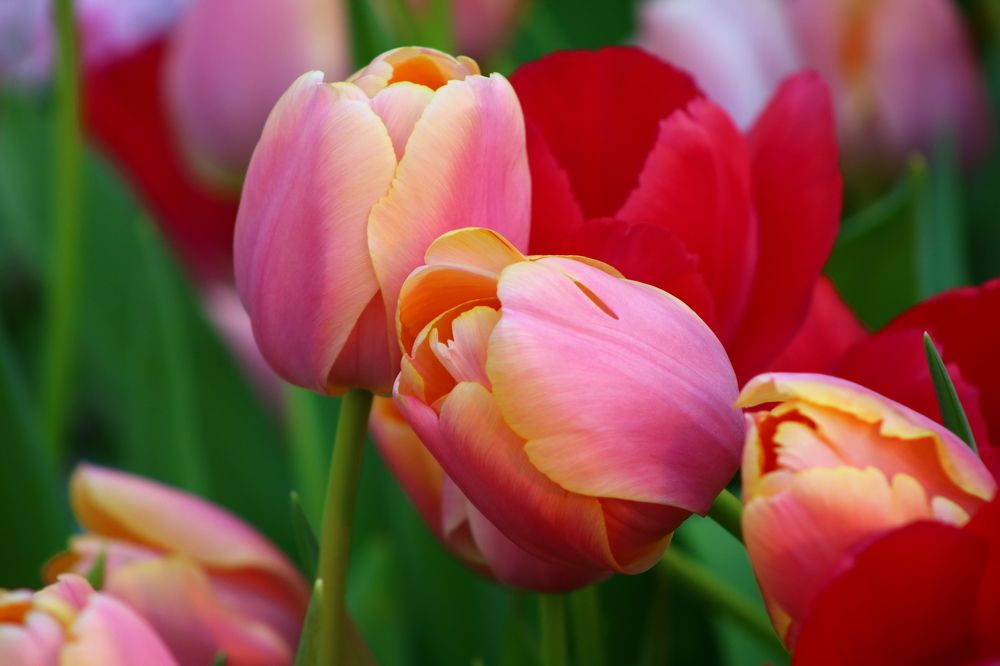 Photograph by Светлана Шуткова