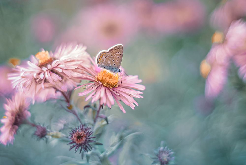 Photograph by Алена Полетаева