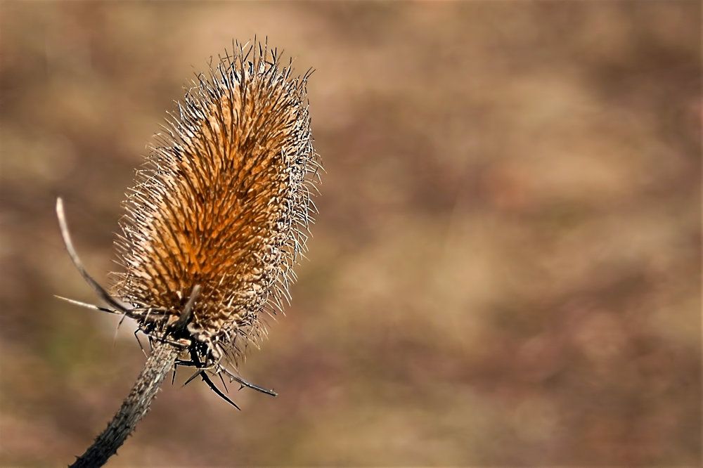 Photograph by A. G. Bisschop