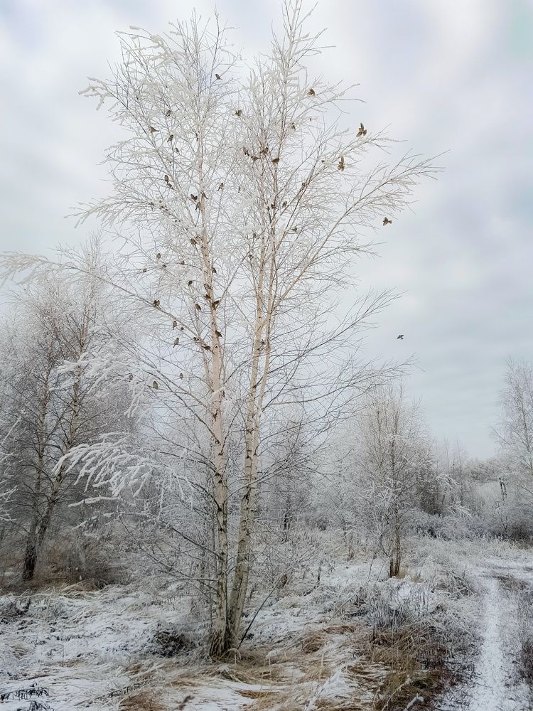 Photograph by Кондрашова Светлана