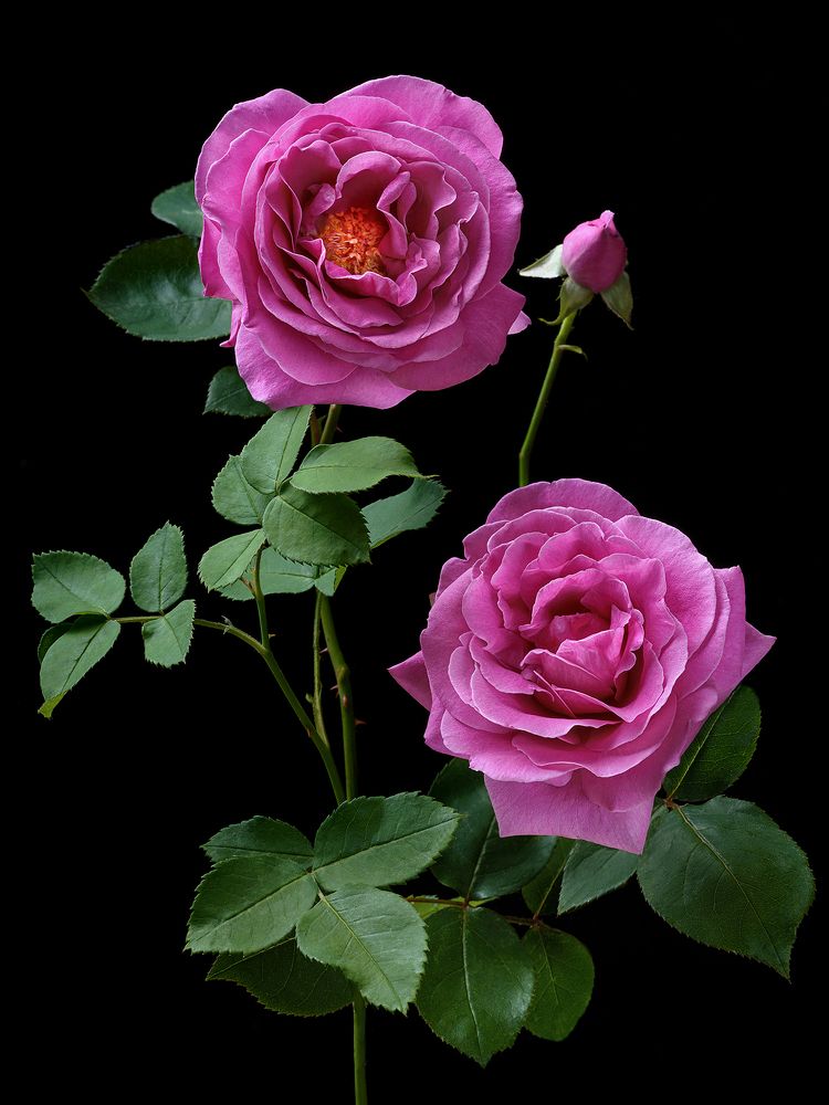 Фотография автора Olga Yar