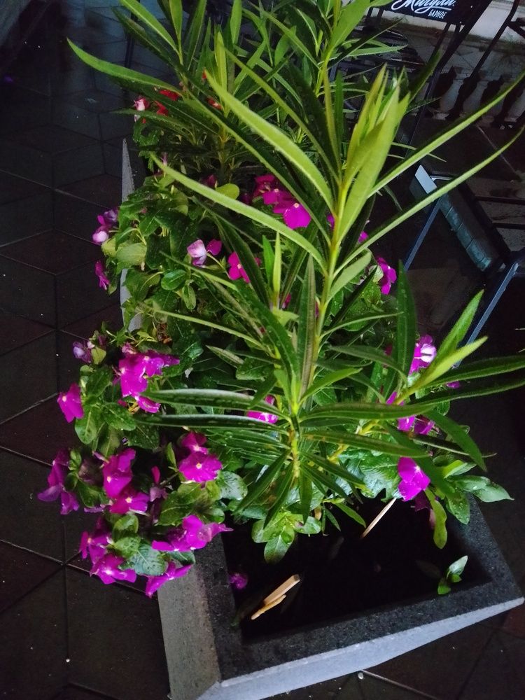 Photo #11441520