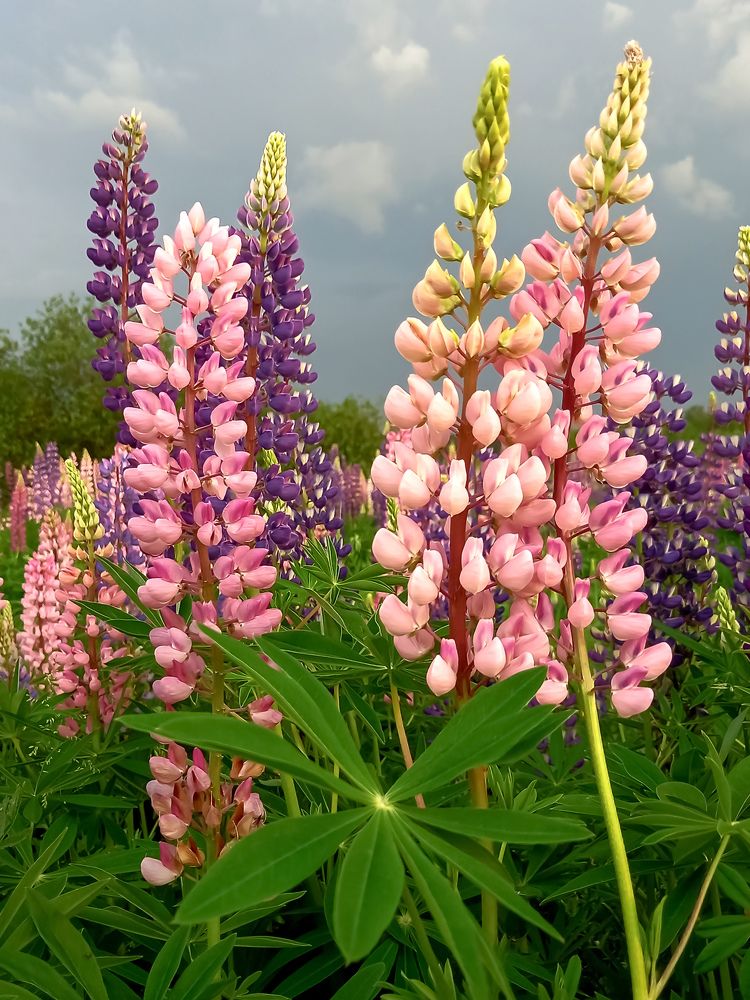 Photograph by Наталья Колеватова