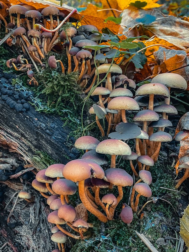 Фотография автора Ольга Каминская