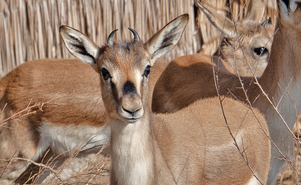Photograph by Hikmet Sadixov