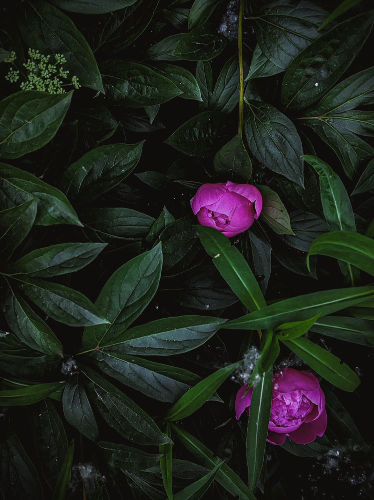 Фотография автора Алиса Исаева