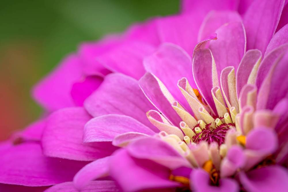 Photograph by Suzuki Ryuta