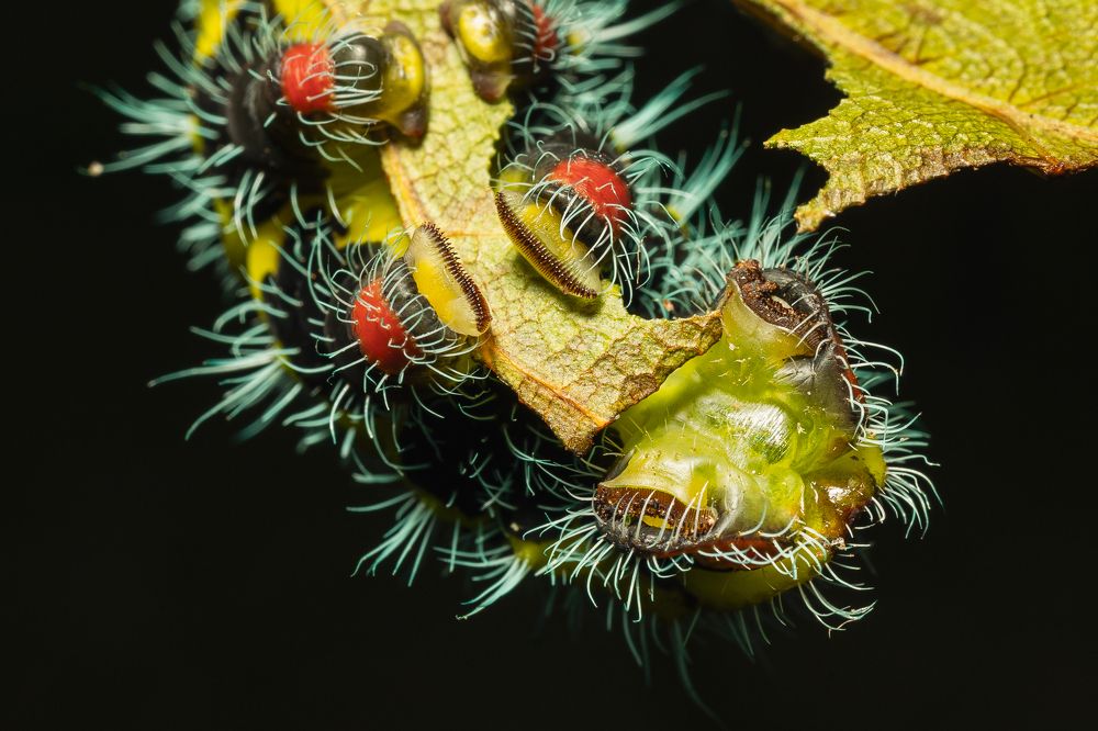 Photograph by Sebastián Bedoy