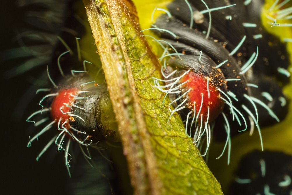 Photograph by Sebastián Bedoy