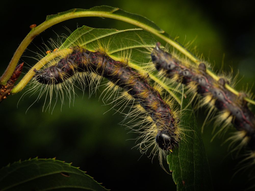 Caterpillar - Phalera flavescens -