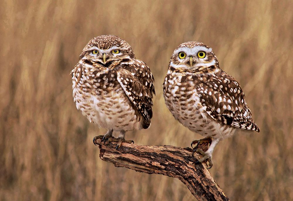 Photograph by Mario Fiorucci