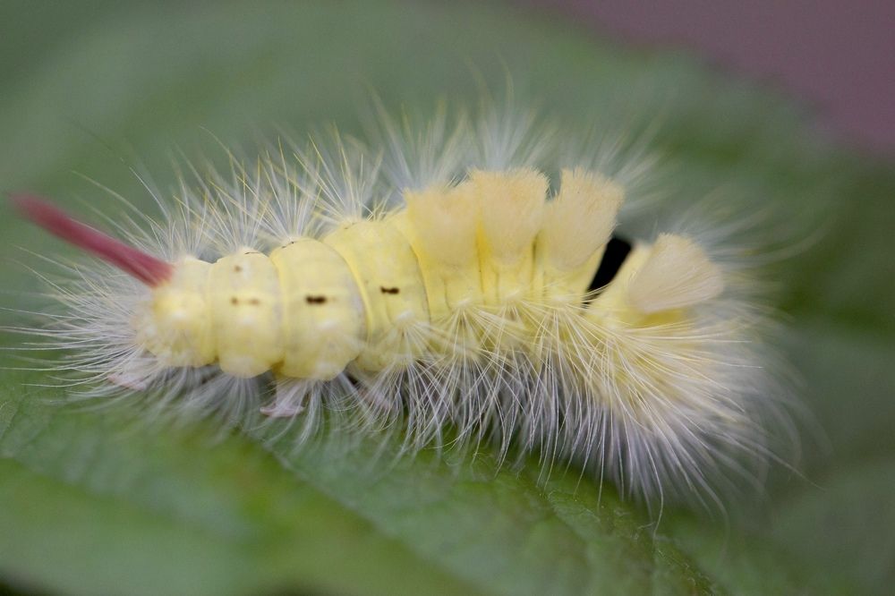 Фотография автора Ираида Гайфуллина