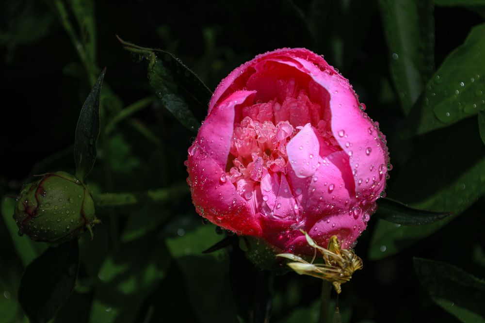 Photograph by Дарья Целуйко