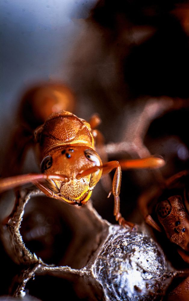 Photograph by Dewindu H. Fernando