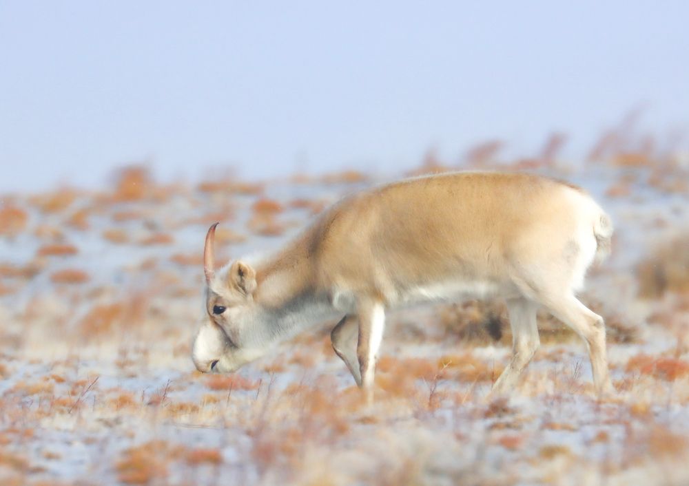 Photograph by Munkhzorig Baatar