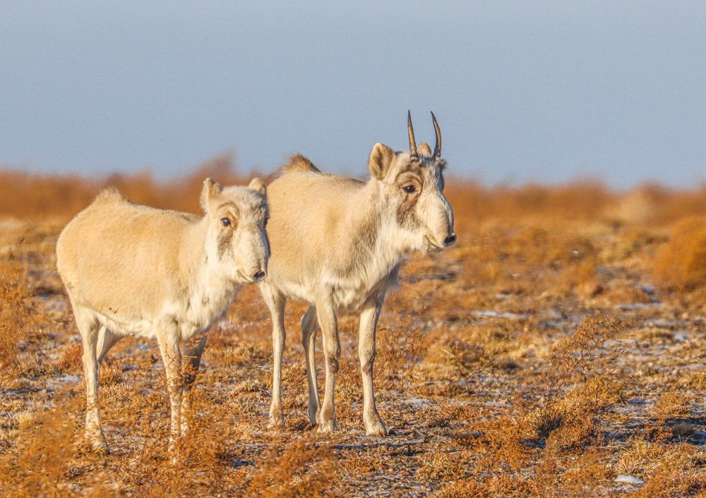 Photograph by Munkhzorig Baatar