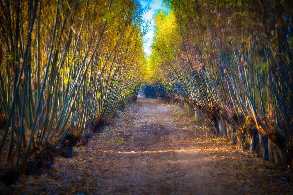 Photograph by Reza Nik