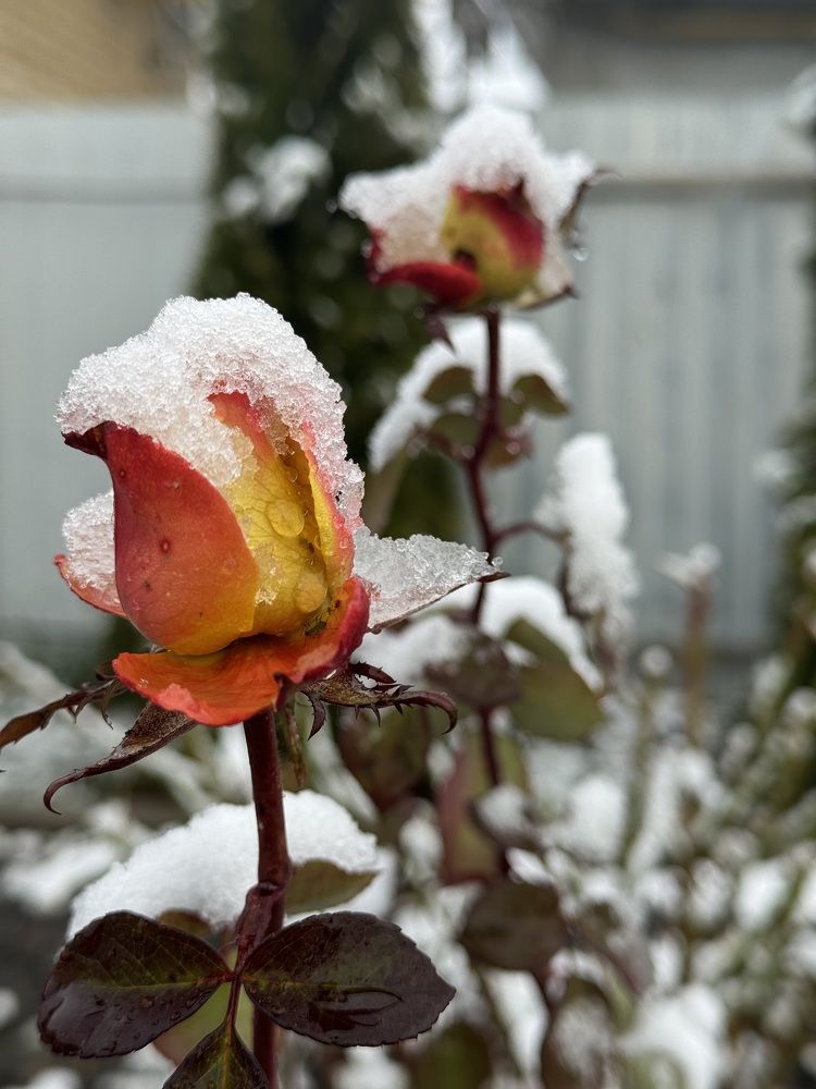 Photograph by Бойкова Наталия