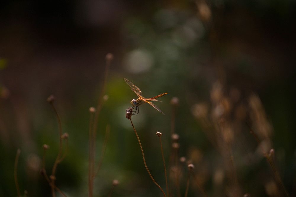 Photograph by Владислав Капанов