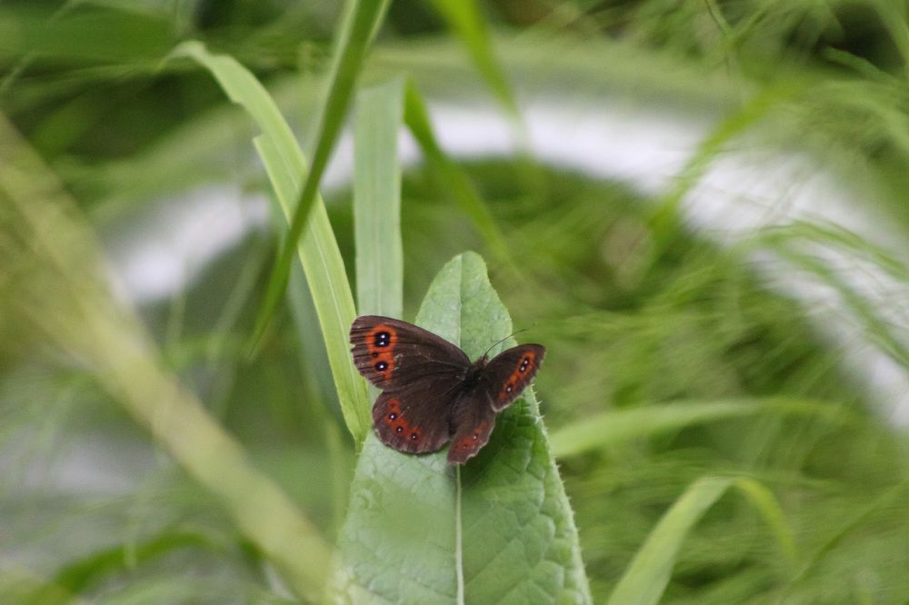 Photograph by Natasha Kim