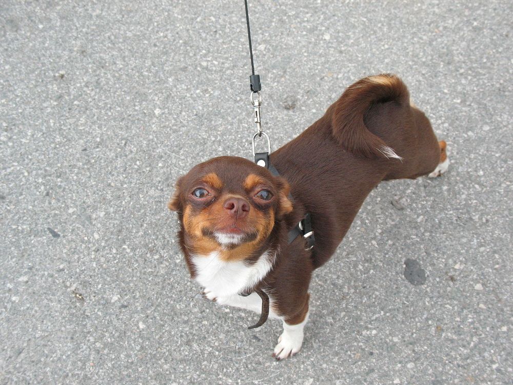 - Привет! ... большой брат.