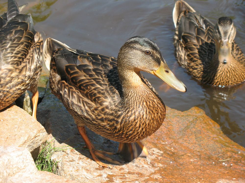 Photograph by Владимир