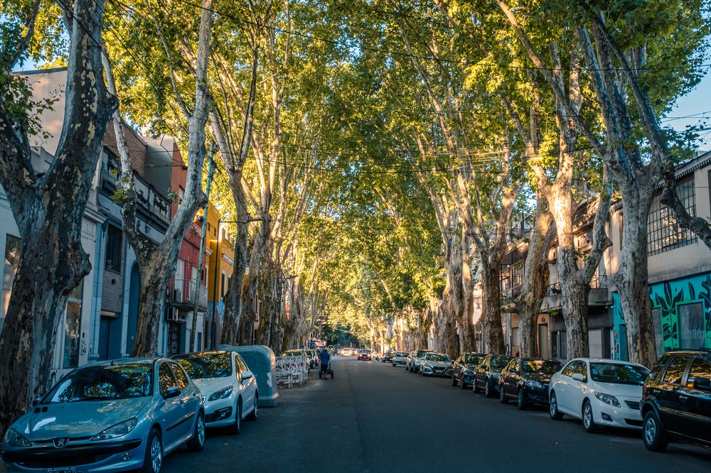 Старые платаны и новые машины