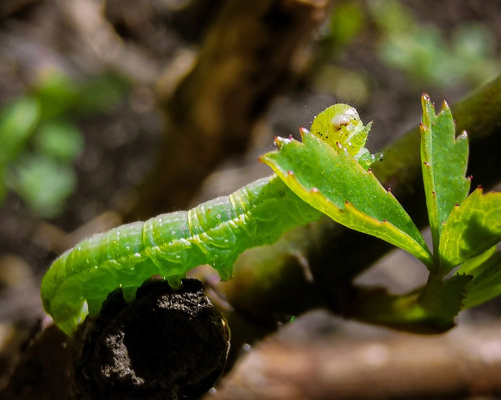 Фотография автора Дмитрий