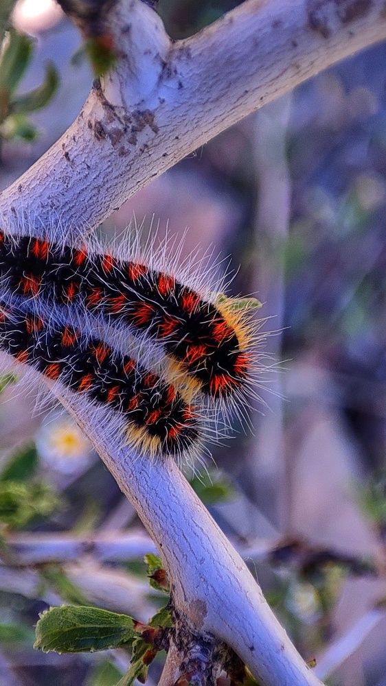 Photograph by Ehsan Fathi