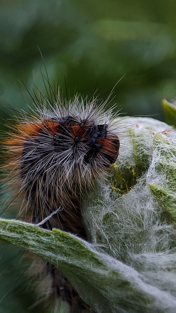 Photograph by Ehsan Fathi