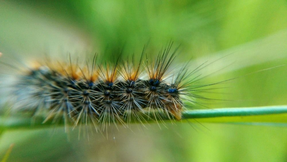 Photograph by Ehsan Fathi