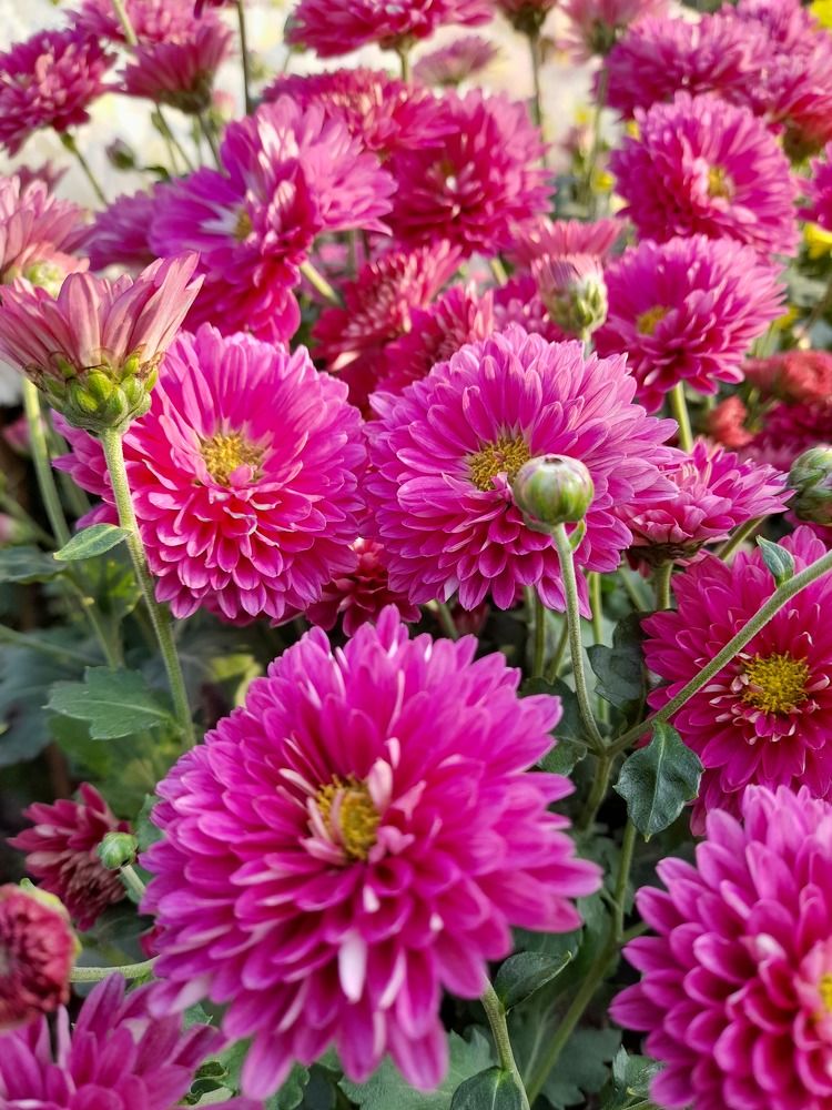 Photograph by BHUPENDRA LODHI