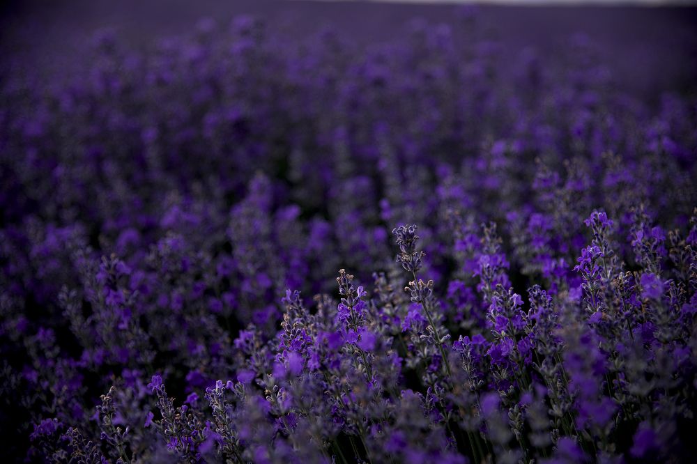 Photograph by MIHALIS KONSTANDINIDIS