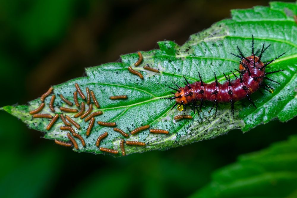 Tawny coster caterpillar 1