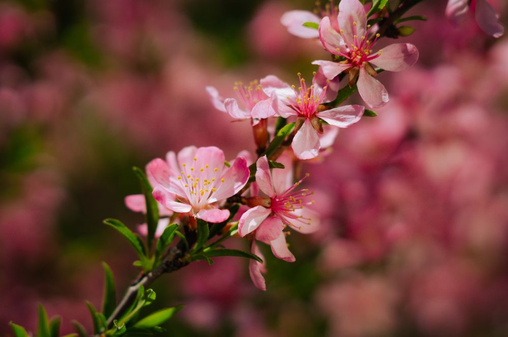Фотография автора Мария Михайлова